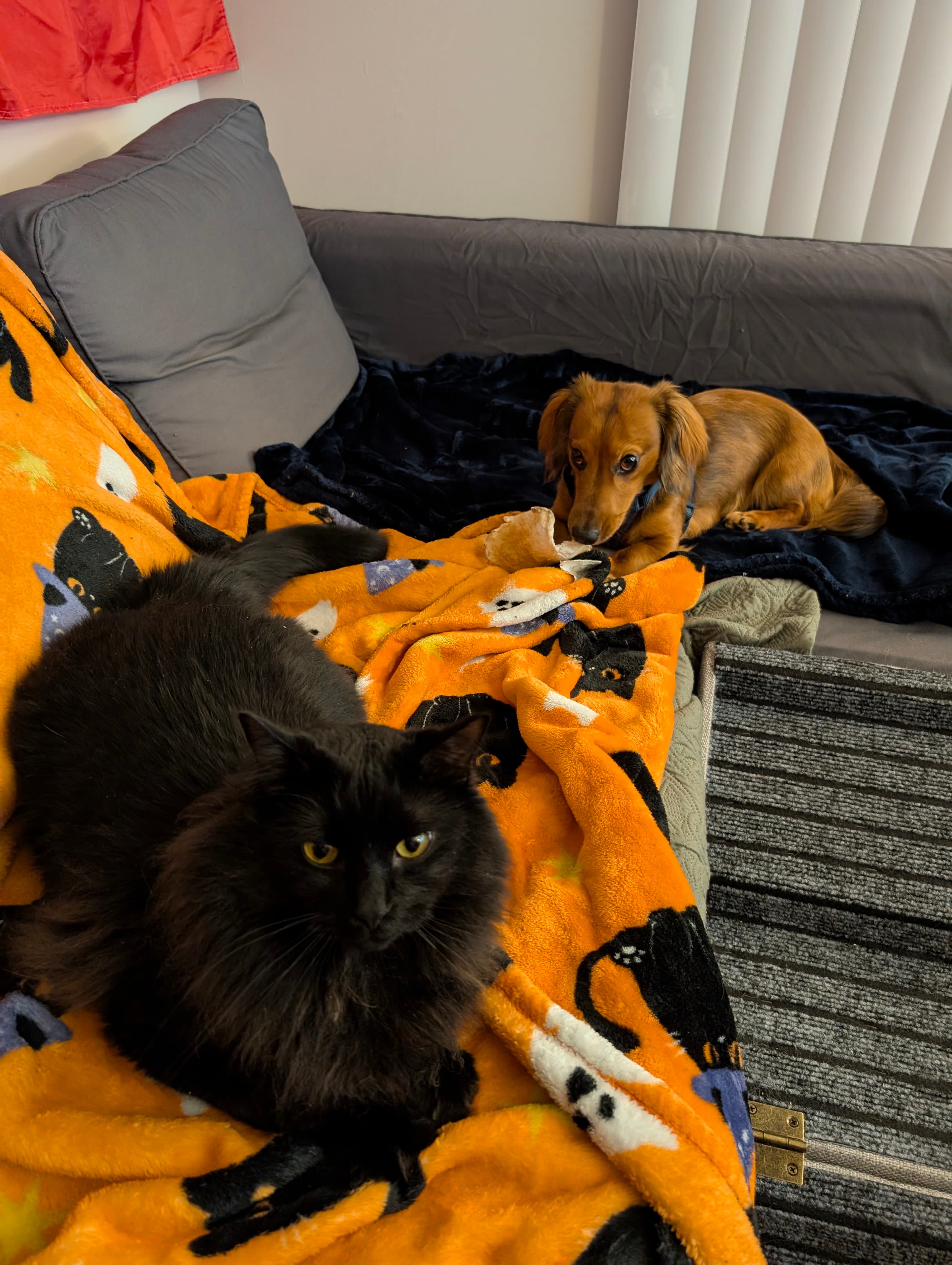 Pancho & Raven